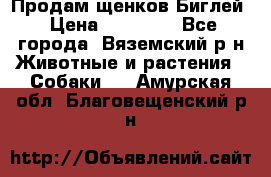 Продам щенков Биглей › Цена ­ 15 000 - Все города, Вяземский р-н Животные и растения » Собаки   . Амурская обл.,Благовещенский р-н